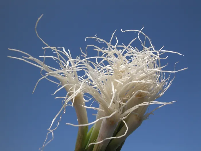Framed Print : Spring Onions Print Framed Print : Spring Onions Print