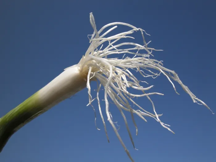 Framed Print : Spring Onions Print Framed Print : Spring Onions Print