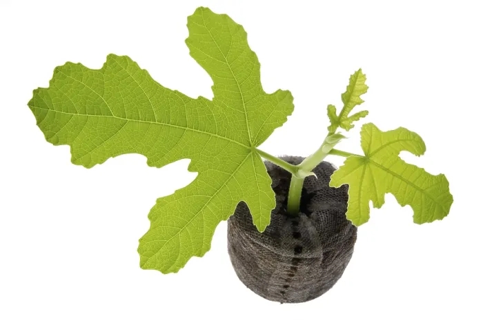 Framed Print : Fig Spring Plant Print