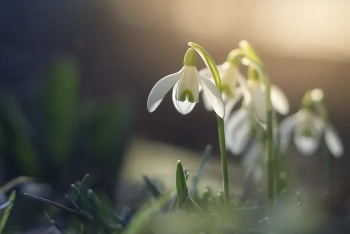 Framed Print : Spring Snowdrop Macro Print with Backlight Framed Print : Spring Snowdrop Macro Print with Backlight