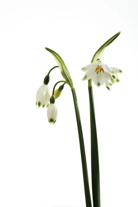 Framed Print : Spring Snowflake Print Framed Print : Spring Snowflake Print