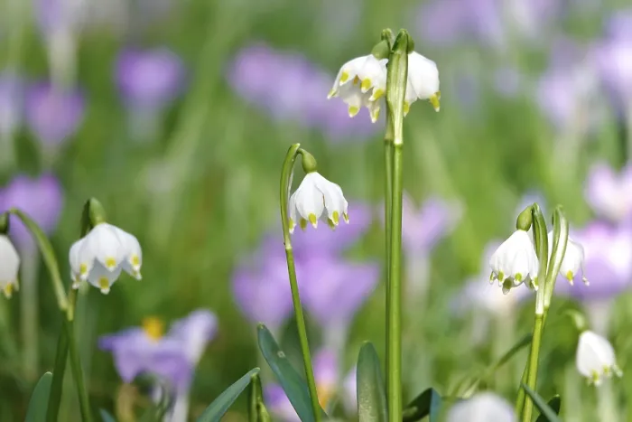 Framed Print : Spring Snowflake in a Crocus Meadow Print, Germany Framed Print : Spring Snowflake in a Crocus Meadow Print, Germany