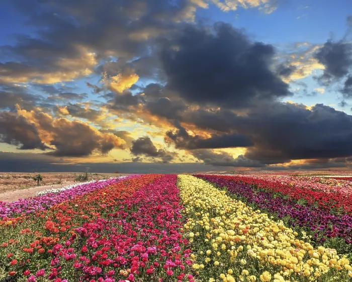 Framed Print : Spring Thundercloud Closes the Sky Print Framed Print : Spring Thundercloud Closes the Sky Print