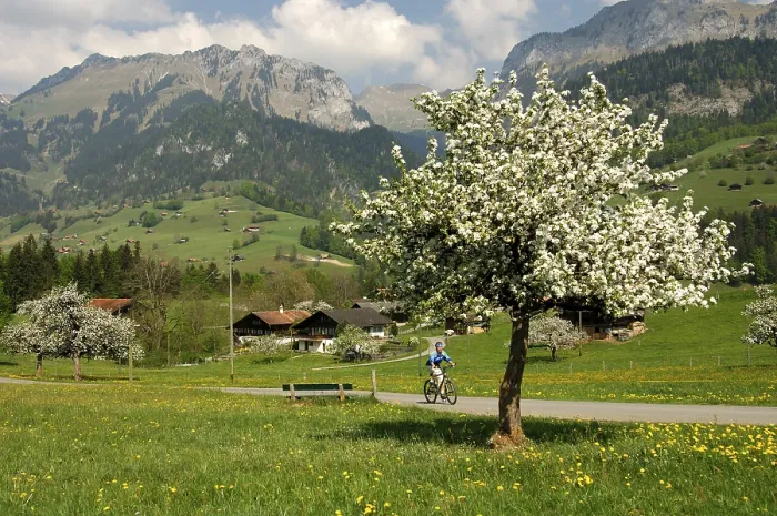 Framed Print : Springtime in the Simmental, Daerstetten Print Framed Print : Springtime in the Simmental, Daerstetten Print