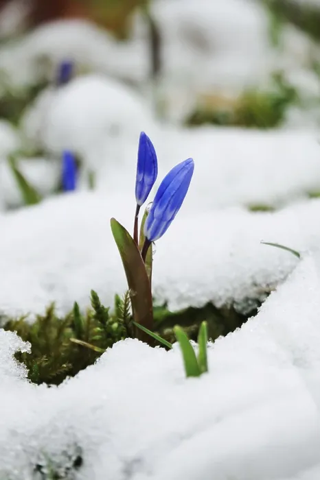 Framed Print : Squill (Scilla) Print, Germany Framed Print : Squill (Scilla) Print, Germany