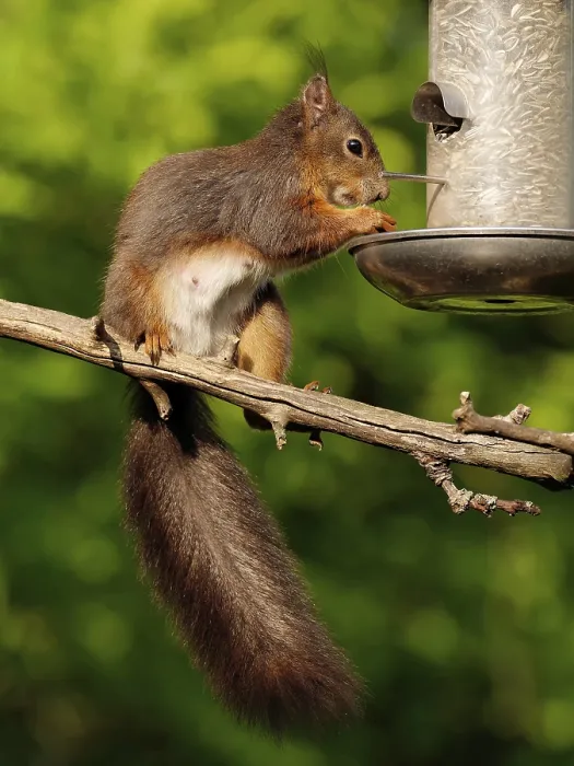 Framed Print : Squirrel Eats Bird Food Print