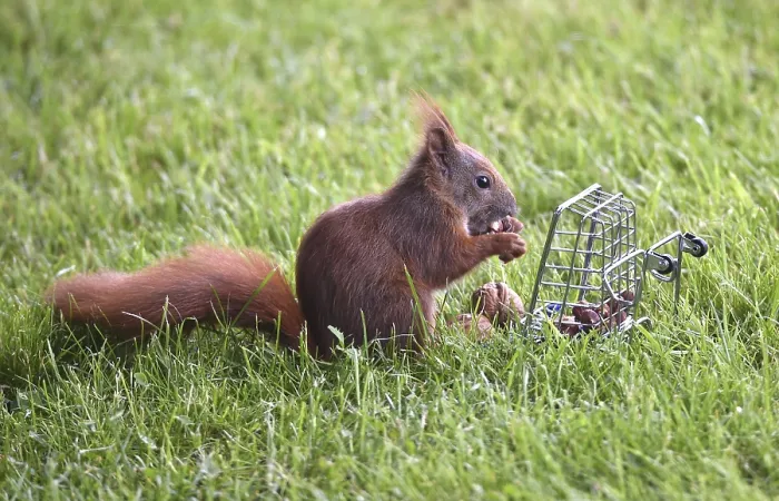 Framed Print : Squirrel in grass eats nuts from a cage Print, Germany Framed Print : Squirrel in grass eats nuts from a cage Print, Germany