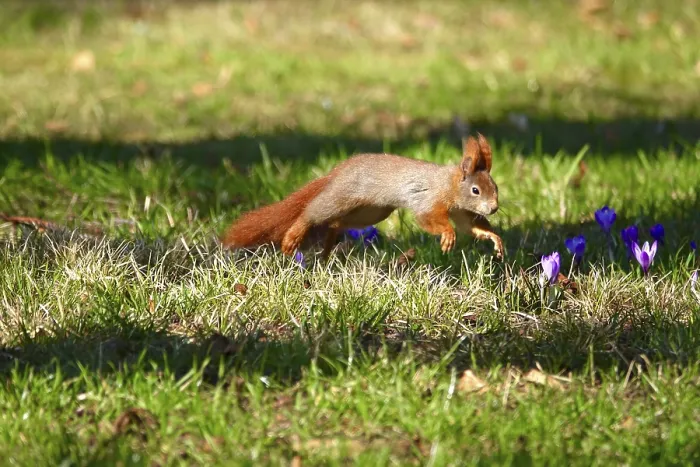 Framed Print : Squirrel on Crocus Meadow Winter Print, Germany Framed Print : Squirrel on Crocus Meadow Winter Print, Germany