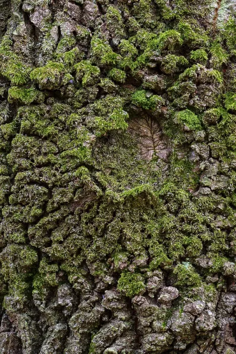 Framed Print : Oak Bark Structure Print, Zandvoort, Netherlands Framed Print : Oak Bark Structure Print, Zandvoort, Netherlands