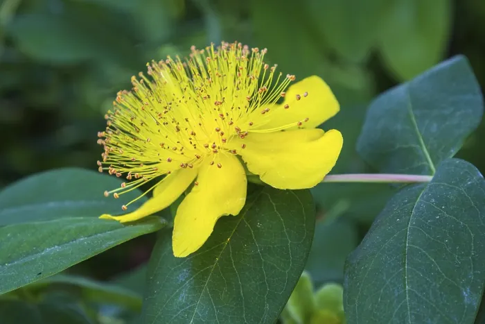 Framed Print : St. John's Wort Print, Hypericum perforatum Flower Framed Print : St. John's Wort Print, Hypericum perforatum Flower