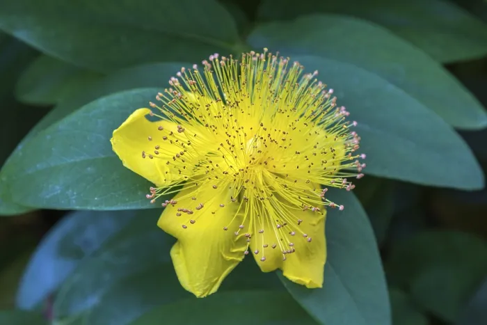 Framed Print : St. John's Wort Print, Hypericum perforatum Flower Framed Print : St. John's Wort Print, Hypericum perforatum Flower