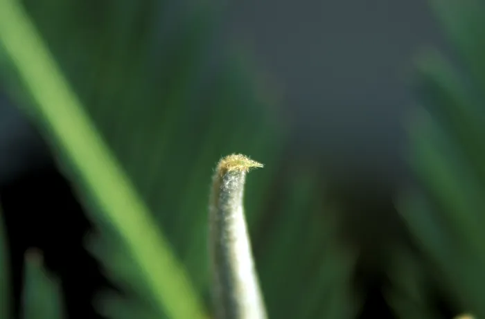 Framed Print : Stalk Stalk Print by ImageBROKER Framed Print : Stalk Stalk Print by ImageBROKER