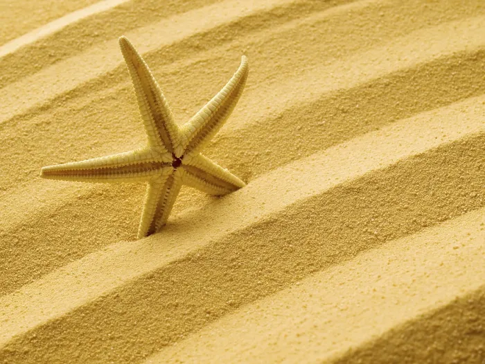 Framed Print : Starfish Print on Sandy Background Framed Print : Starfish Print on Sandy Background