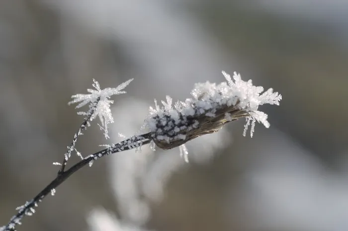 Framed Print : Hoarfrost Adorns a Stem Print Framed Print : Hoarfrost Adorns a Stem Print