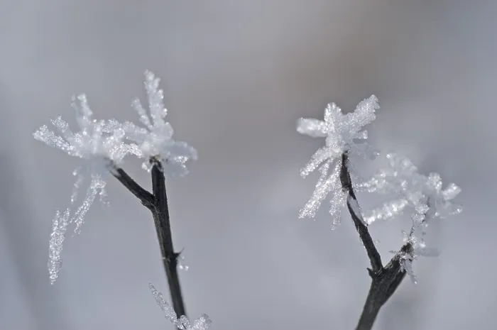 Framed Print : Hoarfrost Covered Stem Print Framed Print : Hoarfrost Covered Stem Print