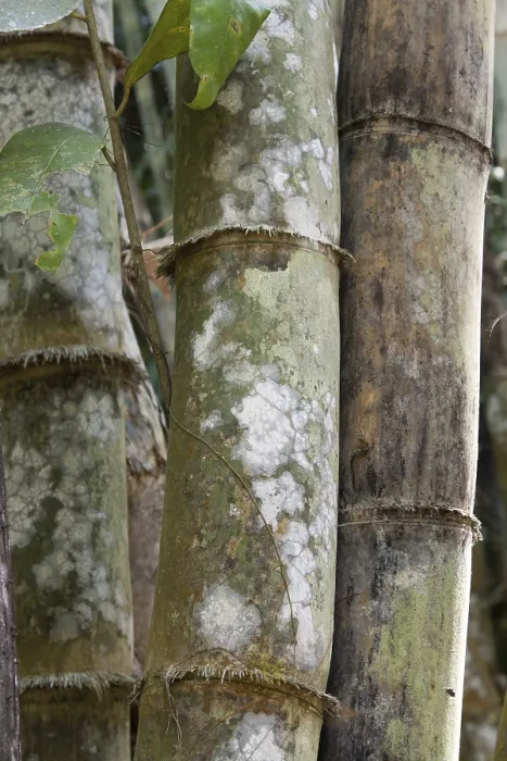 Framed Print : Bamboo Tree in White Mildew Jungle Print Framed Print : Bamboo Tree in White Mildew Jungle Print
