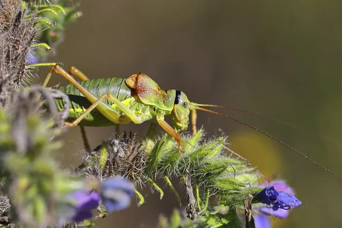 Framed Print : Steppe Saddle Grasshopper Print Framed Print : Steppe Saddle Grasshopper Print