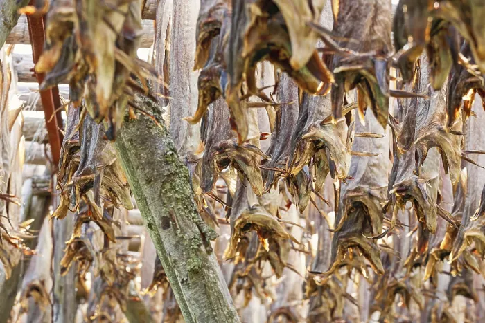 Framed Print : Stockfish from Cod Hanging for Drying Print, Lofoten Norway Framed Print : Stockfish from Cod Hanging for Drying Print, Lofoten Norway