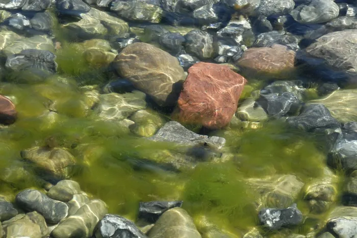 Framed Print : Stones and Algae Print Framed Print : Stones and Algae Print