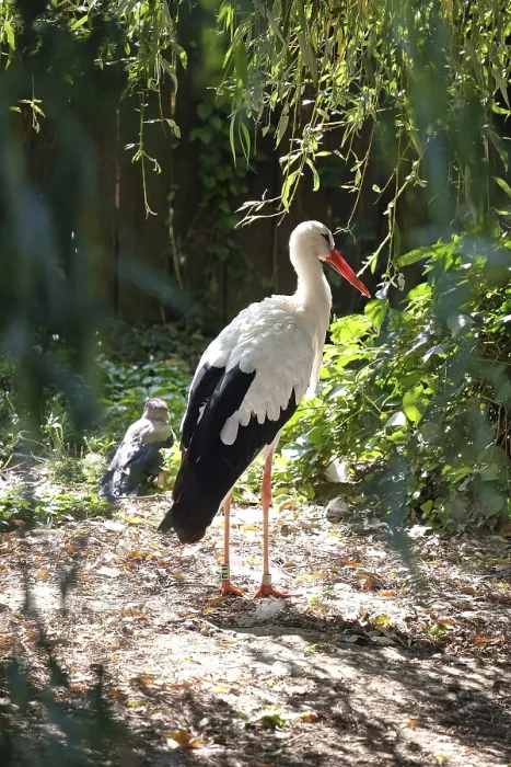 Framed Print : Stork Print by imageBROKER Framed Print : Stork Print by imageBROKER