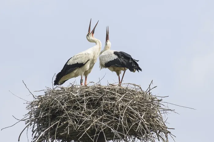 Framed Print : Two Storks in the Nest Print Framed Print : Two Storks in the Nest Print