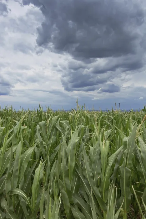 Framed Print : Storm Clouds Over Corn Fields Print Framed Print : Storm Clouds Over Corn Fields Print
