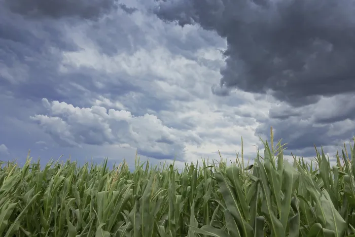 Framed Print : Storm Clouds Over Corn Fields Print