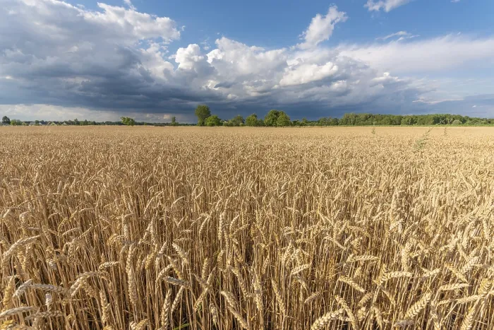 Framed Print : Stormy clouds over wheat fields in summer print Framed Print : Stormy clouds over wheat fields in summer print