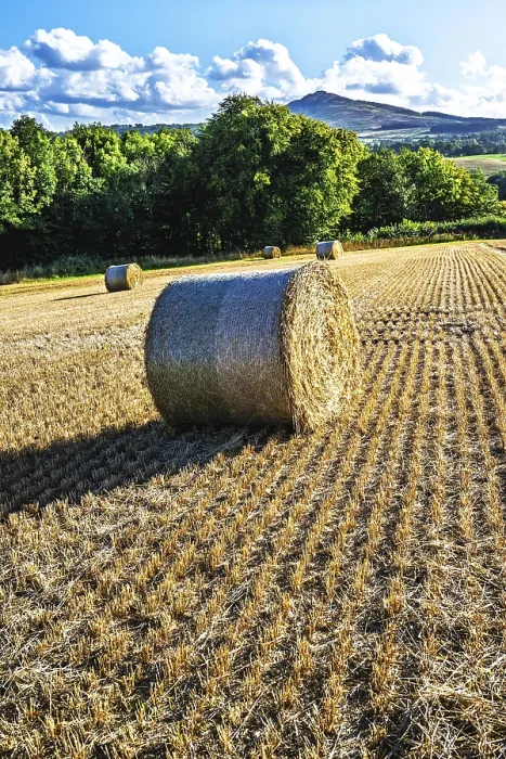 Framed Print : Southeast Scotland Print: Straw Bales in the Scottish Fields Framed Print : Southeast Scotland Print: Straw Bales in the Scottish Fields