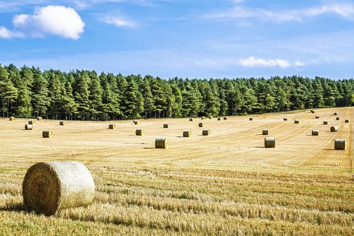 Framed Print : Straw Bales in Scottish Fields Print, Southeast Scotland, UK Framed Print : Straw Bales in Scottish Fields Print, Southeast Scotland, UK