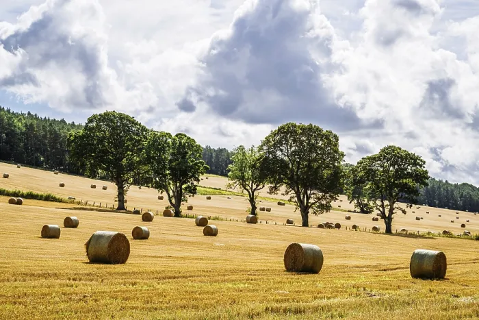 Framed Print : Straw Bales in Scottish Fields Print, Southeast Scotland, UK Framed Print : Straw Bales in Scottish Fields Print, Southeast Scotland, UK