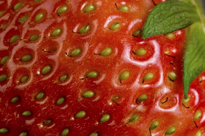 Framed Print : Strawberry Print by ImageBROKER Framed Print : Strawberry Print by ImageBROKER