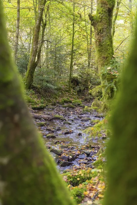 Framed Print : Black Forest Stream Print, Germany Framed Print : Black Forest Stream Print, Germany