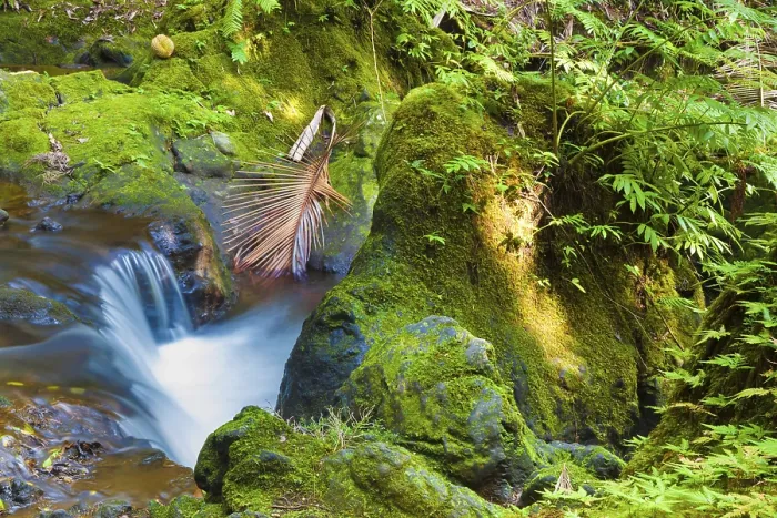 Framed Print : Tropical Rainforest Stream Print