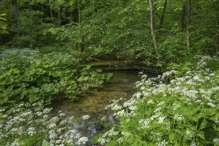 Framed Print : Stream on the way to Trefflingfall Print, Lower Austria Framed Print : Stream on the way to Trefflingfall Print, Lower Austria