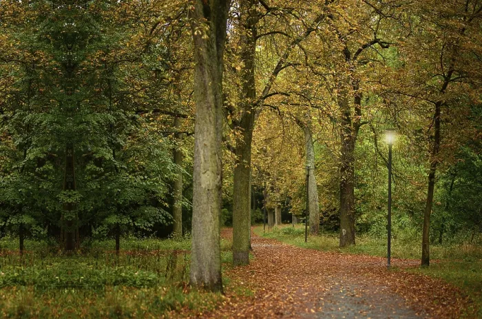 Framed Print : Trees Surrounding a Path Print Framed Print : Trees Surrounding a Path Print