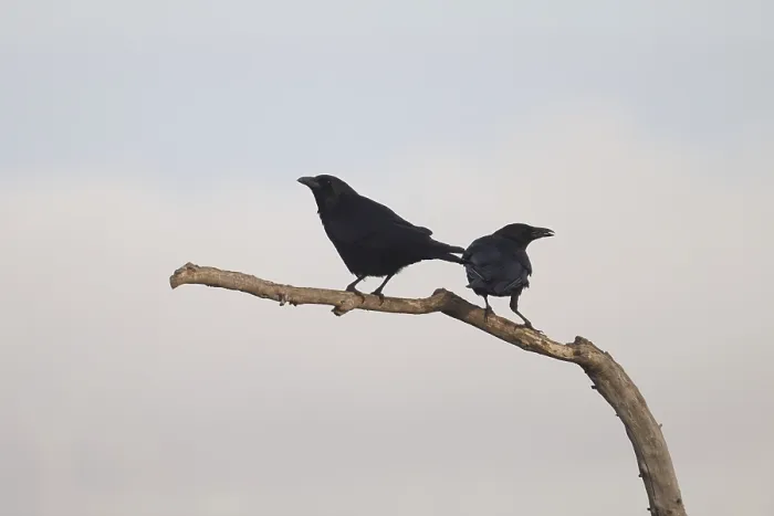 Framed Print : Glossy Ravens Perched on a Weathered Branch Print Framed Print : Glossy Ravens Perched on a Weathered Branch Print