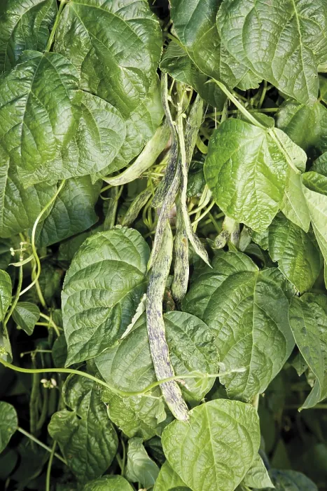 Framed Print : String Beans Print - Green Vegetable in a Garden Framed Print : String Beans Print - Green Vegetable in a Garden