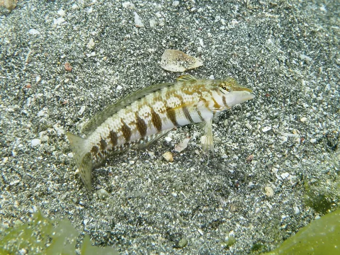Framed Print : Striped sand perch Print on sandy seabed Framed Print : Striped sand perch Print on sandy seabed
