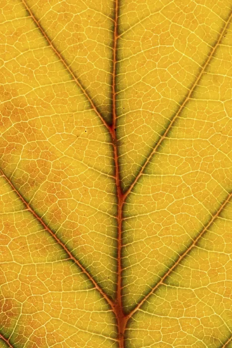 Framed Print : Autumn-Colored Leaf Print, Vechta, Germany Framed Print : Autumn-Colored Leaf Print, Vechta, Germany