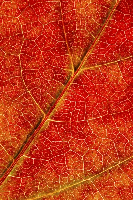 Framed Print : Autumn-Colored Leaf Print, Vechta, Germany Framed Print : Autumn-Colored Leaf Print, Vechta, Germany