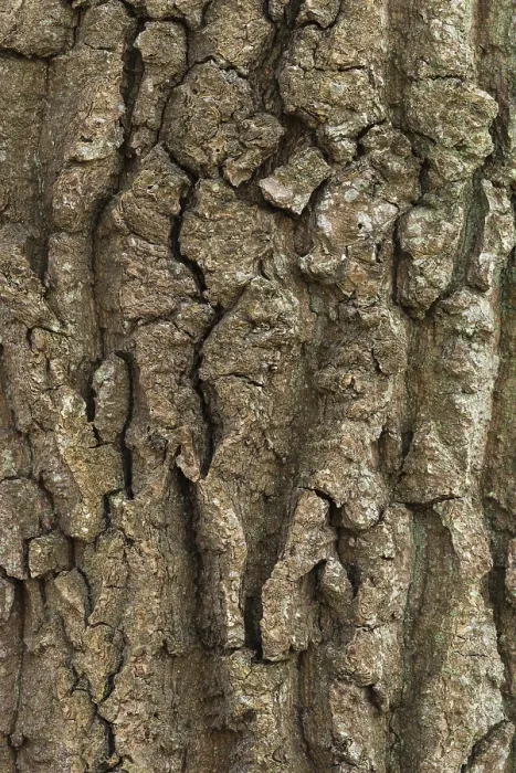 Framed Print : Structure of Oak Bark Print, Zandvoort, Netherlands Framed Print : Structure of Oak Bark Print, Zandvoort, Netherlands