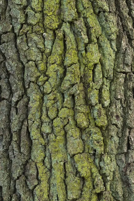 Framed Print : Structure of Oak Bark Print, Zandvoort Netherlands Framed Print : Structure of Oak Bark Print, Zandvoort Netherlands