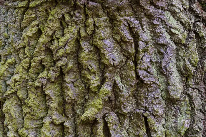 Framed Print : Oak Bark Structure Print, Zandvoort Netherlands Framed Print : Oak Bark Structure Print, Zandvoort Netherlands