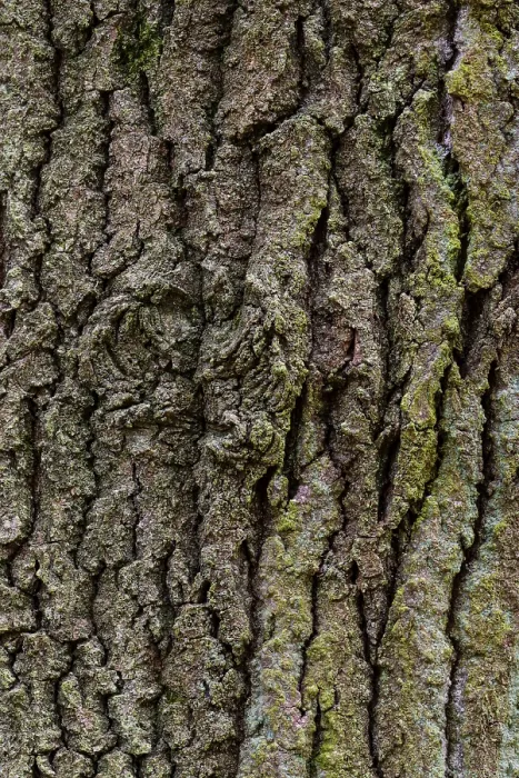 Framed Print : Oak Bark Structure Print, Zandvoort, Netherlands Framed Print : Oak Bark Structure Print, Zandvoort, Netherlands