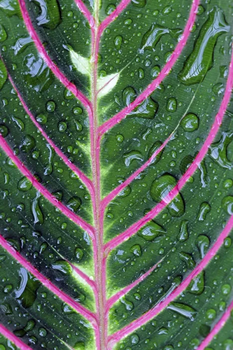 Framed Print : Structure of a Leaf with Water Drops Print Framed Print : Structure of a Leaf with Water Drops Print