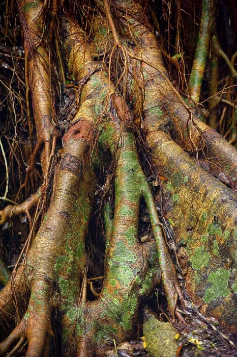 Framed Print : Tropical Tree Print - Rainforest Structure and Patina Framed Print : Tropical Tree Print - Rainforest Structure and Patina