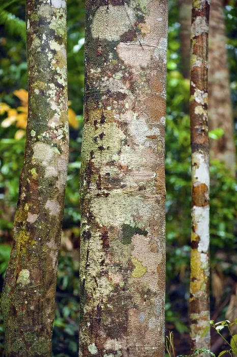 Framed Print : Tropical Tree Print - Rainforest Structure and Patina Framed Print : Tropical Tree Print - Rainforest Structure and Patina