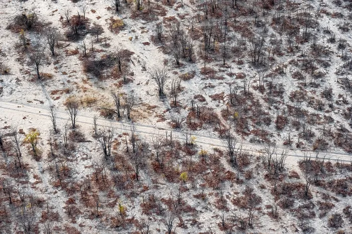 Framed Print : Aerial View of Trees in the Dry Season, Okavango Delta Print Framed Print : Aerial View of Trees in the Dry Season, Okavango Delta Print