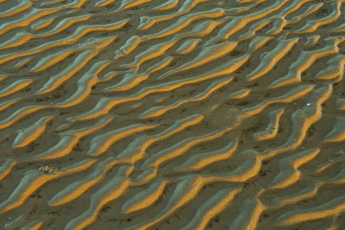 Framed Print : Structure in sandy beach at low tide Print, Wadden Sea National Park Framed Print : Structure in sandy beach at low tide Print, Wadden Sea National Park